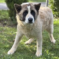 Cruella CAA14123, chienne à adopter