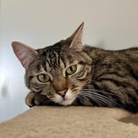 CLEOPATRE (et KOMBU), chatte à adopter