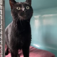 LUFFY, chat à adopter