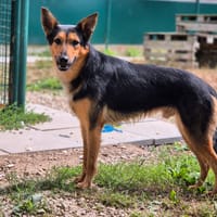 BLACKO, chien à adopter