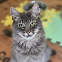 binti ( réservée), chatte à adopter