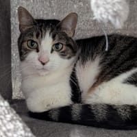 PLUME, chatte à adopter