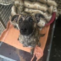 CHILI, chien à adopter