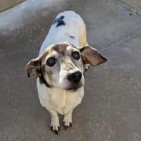 RITA, chienne à adopter