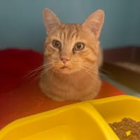 BRESIL, chat à adopter