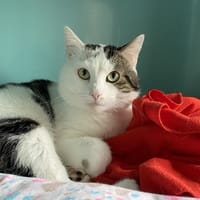 MINOU, chat à adopter