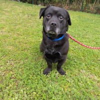 BOUDOU, chien à adopter