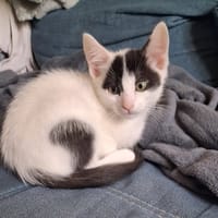 PERSIL, chat à adopter