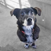 JOYAU, chien à adopter