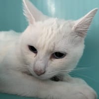 BOOMERANG, chat à adopter