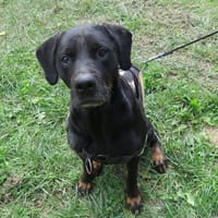 MAÏLY, chienne à adopter