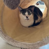 PEARL, chat à adopter