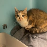 BOLIVIE en attente de resultat de test calici, chatte à adopter