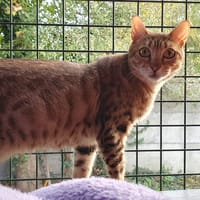 VANINA CHA, chatte à adopter