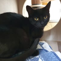 SCARLETT CHA, chatte à adopter