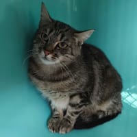 Jodie CAB4634, chatte à adopter