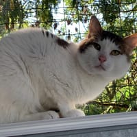Mirage, chat à adopter