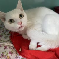BLANCHETTE, chatte à adopter