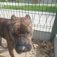 TAYSON QCN, chien à adopter