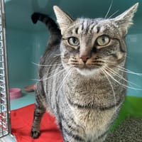 PANDORA, chatte à adopter