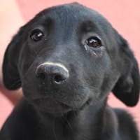 Cannelloni, chienne à adopter