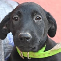 MACCHARONI, chienne à adopter