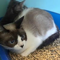 PEGAZE, chatte à adopter