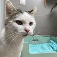 ORION, chat à adopter