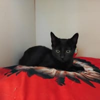 HOLE PAB27837, chatte à adopter