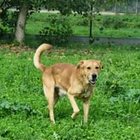 OLAF, chien à adopter