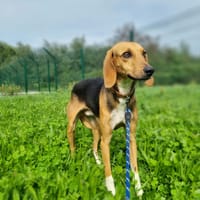 RAMSES, chien à adopter