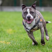 MAX OAA19505, chien à adopter