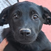 PENNE, chien à adopter