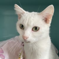 CHICHI, chatte à adopter