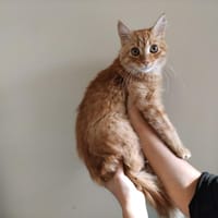 capri pab28003, chat à adopter
