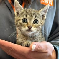 ZAFIRA, chatte à adopter