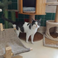 floyd pab27993, chat à adopter