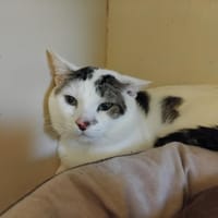Cookie Pab28014, chat à adopter