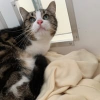 Xéna, chatte à adopter