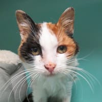 Missi, chatte à adopter