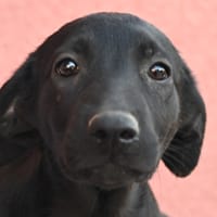 FARFALLE, chienne à adopter