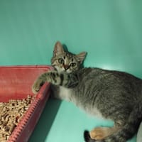 monica pab28002, chatte à adopter