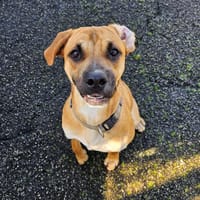 Peach, chienne à adopter
