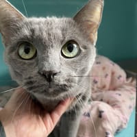 GLENDA, chatte à adopter