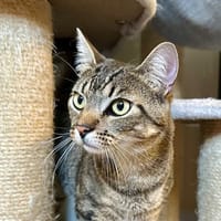 KOMBU (et Cléopatre), chat à adopter