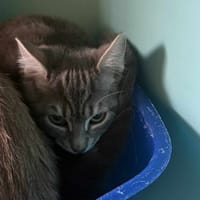PALMA, chatte à adopter