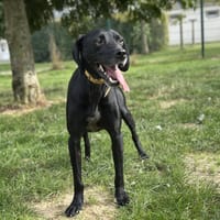 BADAM, chien à adopter