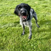 GRIMMY, chien à adopter