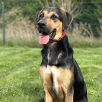 PABLO, chien à adopter