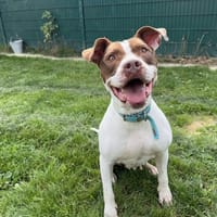 MILA, chienne à adopter